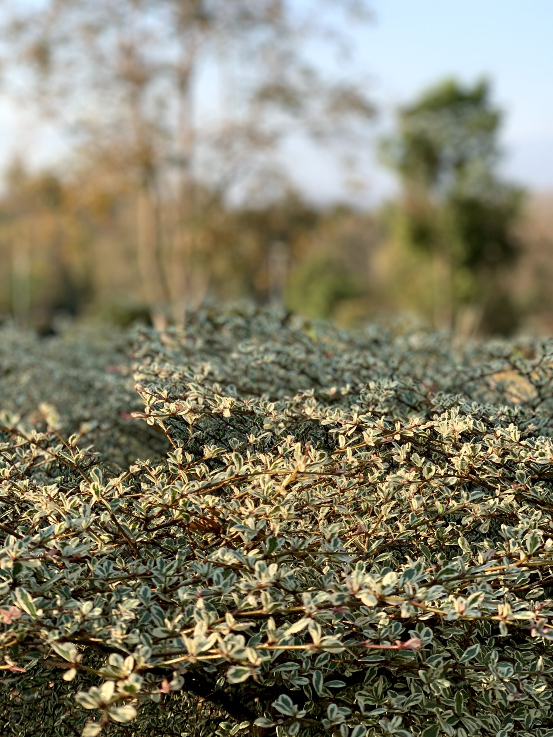 Golden Ground @ Kungfu Farm